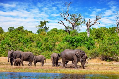 Afrika 'ya egzotik bir yolculuk. Filler çamur ve suda yıkanır. Botswana 'daki Chobe Ulusal Parkı. En büyük fil sürüsü Chobe Nehri 'nin kıyısında toplanıyor..