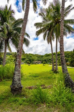 Hayattaki en egzotik yolculuk. ABD. En güzel Pasifik adası Kauai. Muhteşem park. Hawaii, Polinezya. Pasifik Okyanusu. ABD.