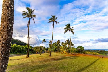 ABD. Hawaii Adaları. Polinezya. En güzel Pasifik adası, Kauai. Vahşi horozlar ve inanılmaz renkli tavuklar çimlerde otluyor. Muhteşem park..