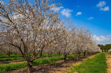 Badem korusu çiçek açtı. Beyaz ve pembe çiçekler baharın gelişini müjdeler. Ağaçların arasında yemyeşil çimenler yetişir. İsrail 'de bahar.