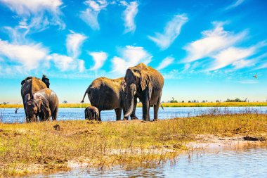Afrika 'ya egzotik bir yolculuk. Chobe Ulusal Parkı Botswana 'daki en eski ulusal parktır. Kurak mevsimde binlerce fil sürüsü Chobe Nehri kıyısında toplanır..