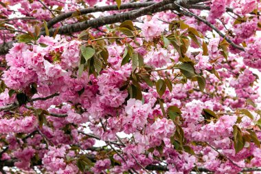 Pembe kiraz çiçeklerinin bahar dalları. Sakura. Büyüleyici klasik Japon bahçesi. Bulutlu bahar günü