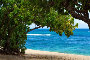 Muhteşem Oahu adası. Güzel kumlu sahil. Pasifik Okyanusu kıyısında güçlü bir okyanus sörfü. Tropik ağaçların altında kalın ve serin bir gölge. Sahile dağılmış kocaman keskin kayalar.