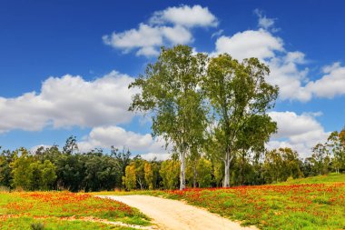 Tepeler arasında resimli toprak yol esiyor. Şubat ayında güneşli sıcak bir gün. Parlak kırmızı şakayıklar ve yemyeşil çimenler. Güney İsrail. Kibbutz Ruhama.
