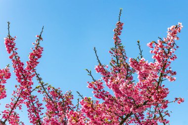 Çiçekli Japon sakurası. Şeffaf mavi gökyüzü. Şeffaf narin taç yaprakları serin bahar güneşi tarafından delinir..