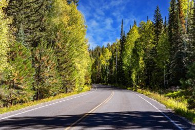 Kuzey Rim 'e giden güzel asfalt yolu. Aspen ve huş ağaçları sarardı. Büyük Kanyon Ulusal Parkı. Sıcak, güneşli bir gün. ABD.