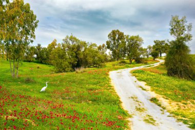 Kırmızı şakayık çiçekleri ve sarı papatyalar. Beyaz balıkçıl çimenlerde otlar. İsrail 'in güney sınırı. Piknik için harika bir hava. Tepeler arasındaki toprak yol.