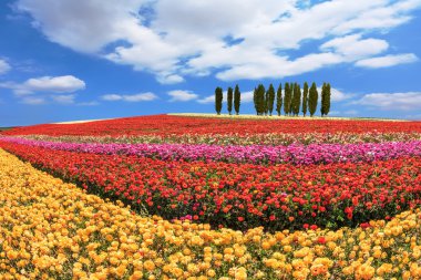 Çiçek tarafından sınırlanmıştır selvi sokak