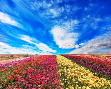 rüzgarlı bahar gününde düğünçiçekleri alan