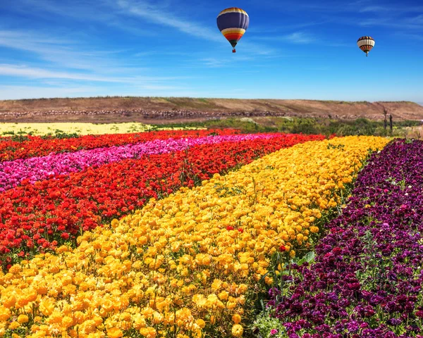 Smörblommor och ballonger — Stockfoto