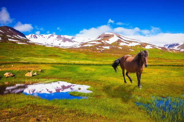 Trituração de cavalos em Meadow — Fotografia de Stock