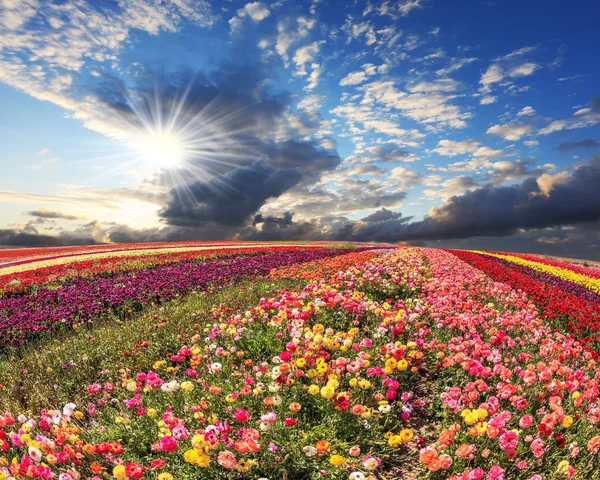 Buttercups blooming field — Stock Photo, Image