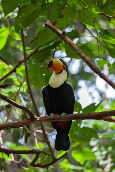 Toco toucan v zoo — Stock fotografie