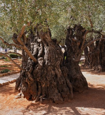 Getsemani'ye zeytin ağacı