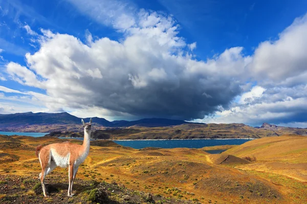 Début de l'automne en Patagonie — Photo