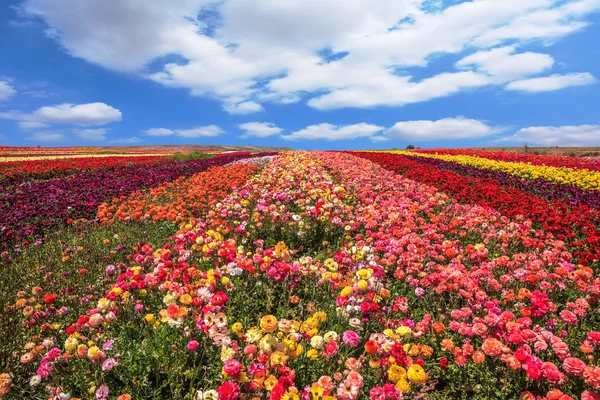 Campo di ranuncoli in giorno ventoso — Foto Stock