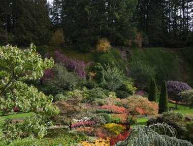 Butchart bahçeleri Vancouver Adası