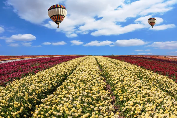 Buttercups field and hot air balloons — Stockfoto