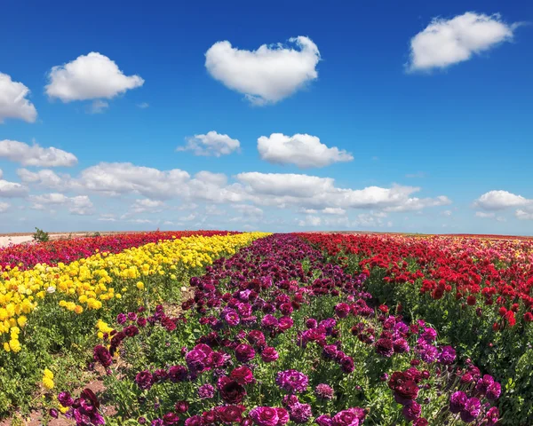 Campos infinitos de flores — Fotografia de Stock