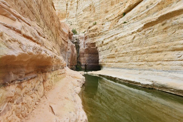 Canyon Ein Avdat dans le désert du Néguev . — Photo