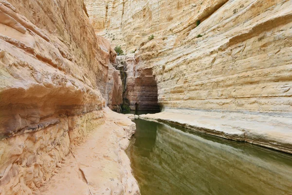 Canionul Ein Avdat în deșertul Negev . — Fotografie, imagine de stoc