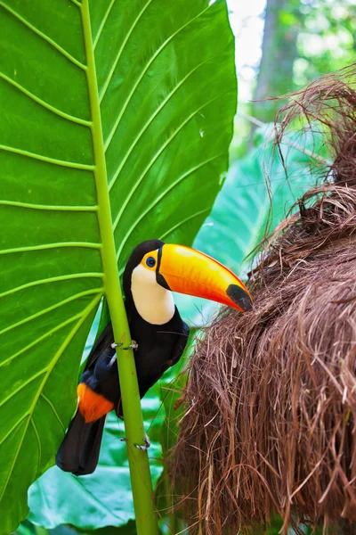 Pássaro tucano Toco exótico — Fotografia de Stock