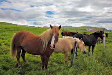 Ücretsiz arasında değişen üzerinde sevimli atlar
