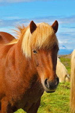 Işık yele ile defne at portresi