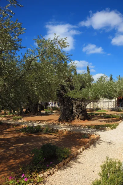 The Garden of Gethsemane — Stock Photo, Image