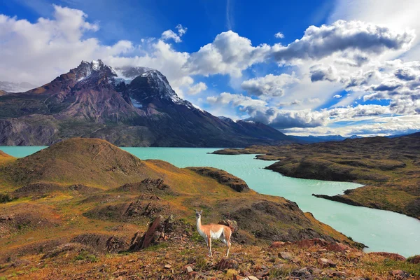 Sommets enneigés des montagnes — Photo