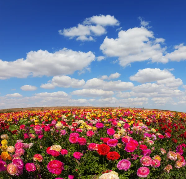 Våren blommande trädgård ranunculus — Stockfoto