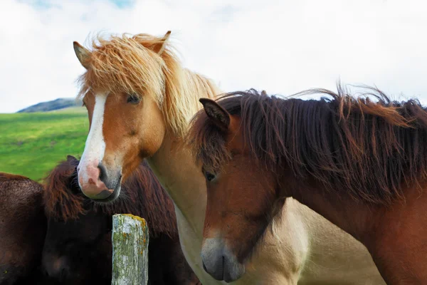 Troupeau de chevaux islandais — Photo