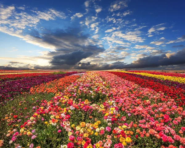 Красочные цветущие лютики — стоковое фото