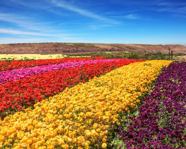 Renkli çiçek açan düğünçiçekleri — Stok fotoğraf