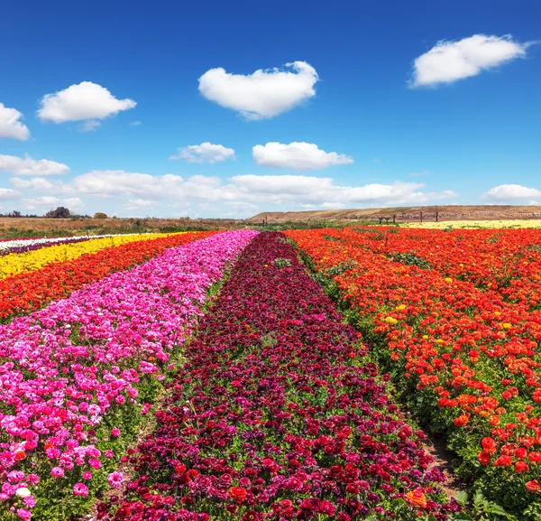 Colorful blooming buttercups — Stock Photo, Image