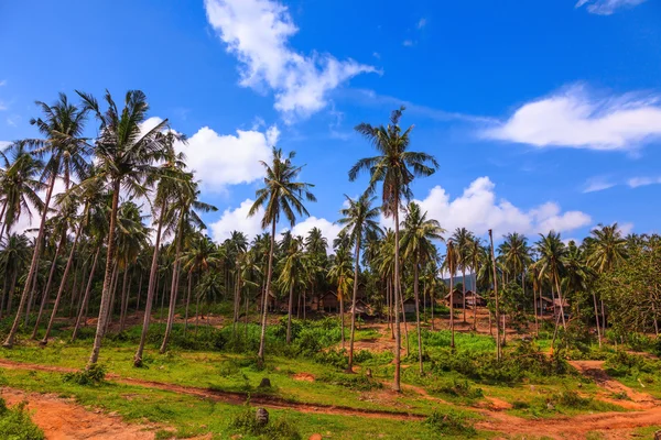 Palms growing on the island in Thailand — Stock Photo, Image