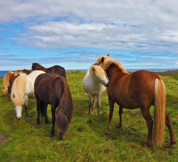 在自由放养的冰岛马 — 图库照片
