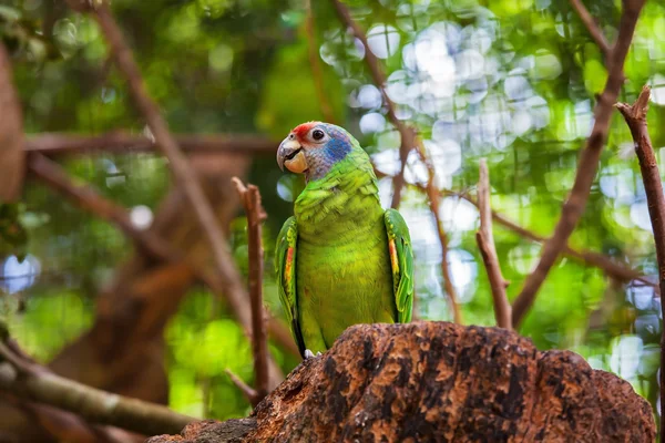 Brightly colored parrot