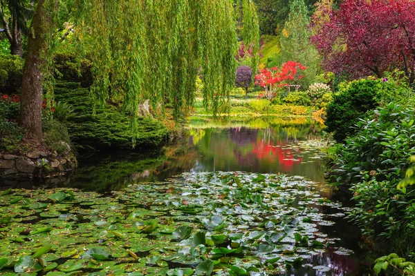 Rustige vijver met waterlelies — Stockfoto