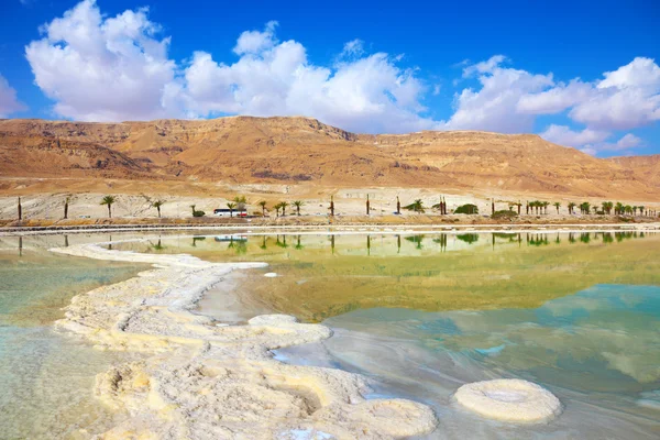 Shore with palm trees in Dead Sea — Stock Photo, Image