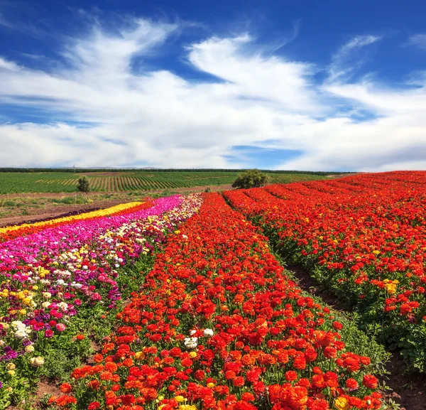 Campo floreciente de buttercups — Foto de Stock