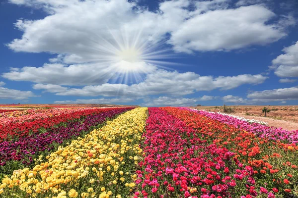 Campo de flores buttercups — Fotografia de Stock