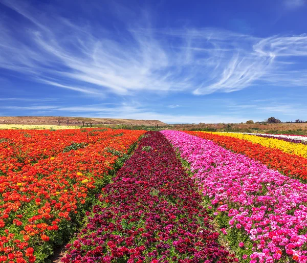 Våren blommande smörblommor — Stockfoto