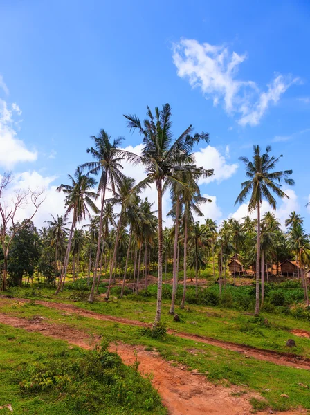 Palme sull'isola in Thailandia — Foto Stock