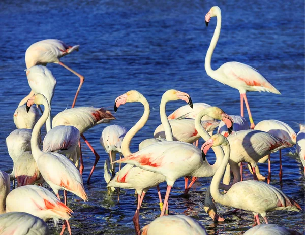Förpackning med rosa flamingos — Stockfoto