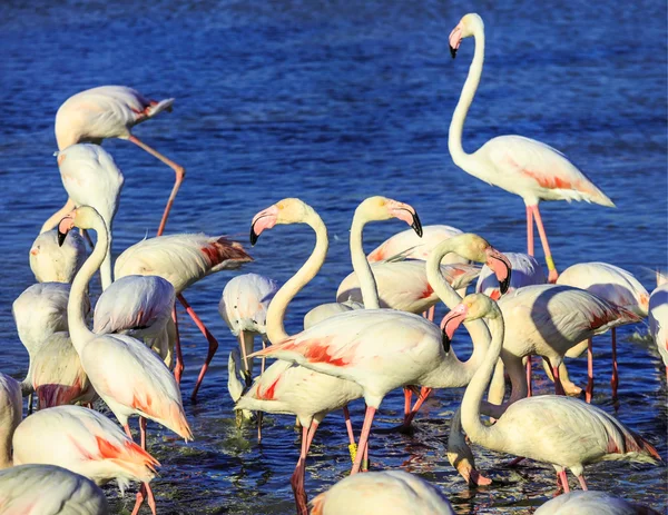 Pack de flamencos rosados — Foto de Stock