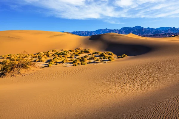 砂丘の間の小さな茂み — ストック写真