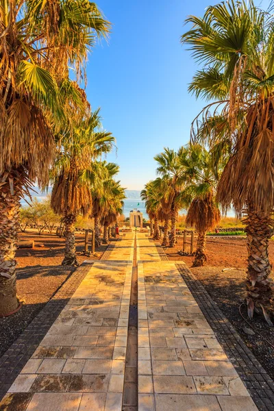 Beautiful  Palm alley — Stock Photo, Image