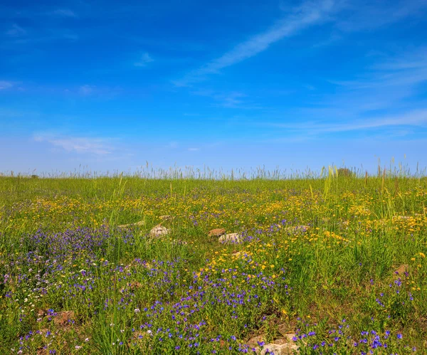 Carpet of spring flowers — Stock Photo, Image