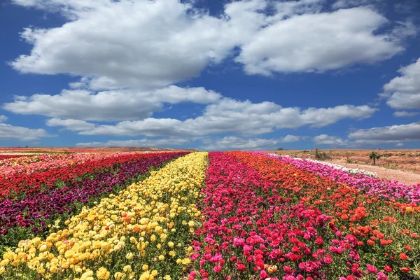 Flores con bandas anchas de colores — Foto de Stock